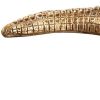 Golden Crocodile Brass Finish Sculpture