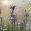 Set Of Two Bloom Where You are Planted 3 White Framed Print Wall Art